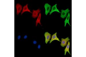 anti-Leukocyte Specific Transcript 1 (LST1) antibody