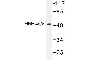 Image no. 1 for anti-Hepatocyte Nuclear Factor 4, alpha (HNF4A) antibody (ABIN272188) (HNF4A antibody)