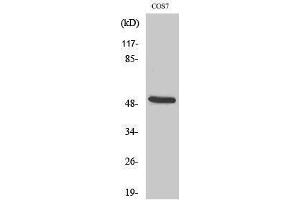 Western Blotting (WB) image for anti-Keratin 15 (KRT15) (N-Term) antibody (ABIN3184226) (KRT15 antibody  (N-Term))