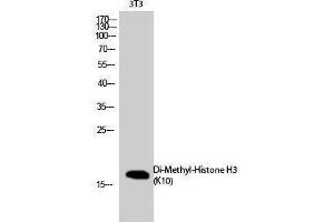Western Blotting (WB) image for anti-Histone 3 (H3) (2meLys10) antibody (ABIN3188004) (Histone 3 antibody  (2meLys10))