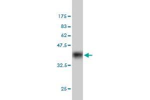 Western Blot detection against Immunogen (36. (MYST2 antibody  (AA 512-611))