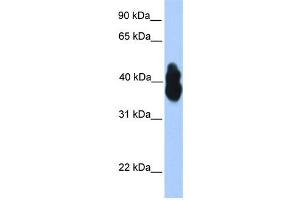 WB Suggested Anti-OLIG2 Antibody Titration:  0. (OLIG2 antibody  (N-Term))