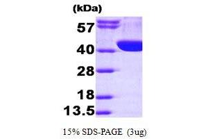 SDS-PAGE (SDS) image for Aldolase A, Fructose-Bisphosphate (ALDOA) (AA 1-364) protein (His tag) (ABIN666943)