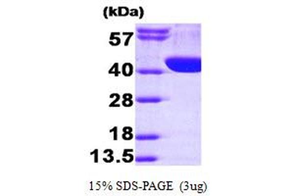 ALDOA Protein (AA 1-364) (His tag)