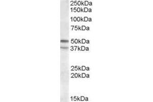 ABIN570980 (1µg/ml) staining of KELLY lysate (35µg protein in RIPA buffer). (HTR7 antibody  (C-Term))