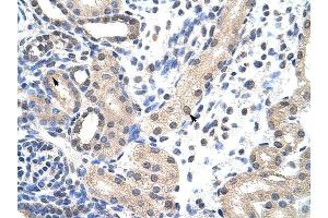 SNRPD1 antibody was used for immunohistochemistry at a concentration of 4-8 ug/ml to stain Epithelial cells of renal tubule (arrows) in Human Kidney. (SNRPD1 antibody  (N-Term))
