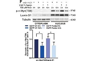 c-Myc is upregulated in H2O2-induced cells. (c-MYC antibody  (pThr58))