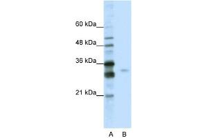 WB Suggested Anti-SFRS1 Antibody Titration:  0. (SRSF1 antibody  (C-Term))