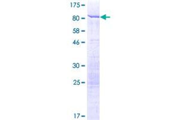 STAU1/Staufen Protein (AA 1-577) (GST tag)