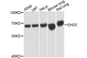 Western blot analysis of extracts of various cell lines, using EHD2 antibody. (EHD2 antibody  (AA 244-543))