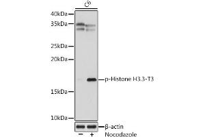 Western blot analysis of extracts of C6 cells, using Phospho-Histone H3. (Histone 3 antibody  (pThr3))
