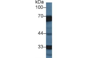 Western Blotting (WB) image for anti-serpin Peptidase Inhibitor, Clade D (Heparin Cofactor), Member 1 (SERPIND1) (AA 276-499) antibody (ABIN7431515)