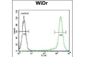 AC1L2 Antibody (N-term) (ABIN654847 and ABIN2844513) flow cytometric analysis of WiDr cells (right histogr) compared to a negative control cell (left histogr). (AMAC1L2 antibody  (N-Term))