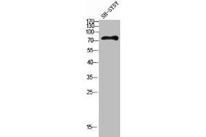 Western blot analysis of SH-SY5Y lysis using HGF antibody. (HGF antibody  (Internal Region))