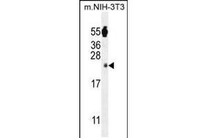 Western blot analysis in mouse NIH-3T3 cell line lysates (35ug/lane). (FAM96A antibody  (C-Term))