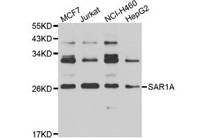 Western blot analysis of extracts of various cell lines, using SAR1A antibody (ABIN4905086) at 1:1000 dilution. (SAR1A antibody)