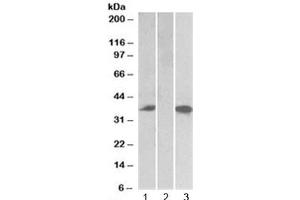 Western blot testing of HEK293 lysate overexpressing human Chymase-FLAG with Chymase antibody (0. (CMA1 antibody)