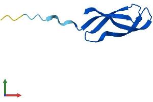 Protein Structure (PS) image for Mitochondrial Ribosomal Protein L33 (MRPL33) (AA 1-65) protein (Fc Tag) (ABIN7560561)