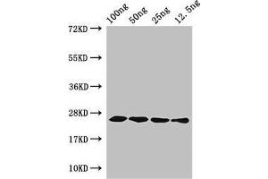 Western Blot Positive WB detected in Recombinant protein All lanes: hfb1 antibody at 4 μg/mL Secondary Goat polyclonal to rabbit IgG at 1/50000 dilution predicted band size: 25 kDa observed band size: 25 kDa (CPLX2 antibody  (AA 23-97))