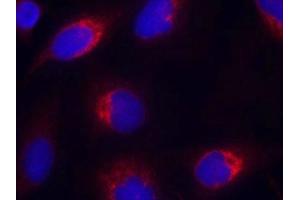 Immunofluorescence staining of methanol-fixed Hela cells using Ephrin-B2(Ab-330) Antibody.