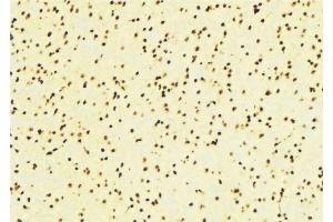 ABIN6276424 at 1/100 staining Mouse brain tissue by IHC-P. (ARNT antibody  (N-Term))