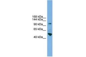 Image no. 1 for anti-Protocadherin 18 (PCDH18) (N-Term) antibody (ABIN6744862) (PCDH18 antibody  (N-Term))