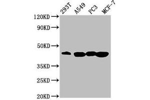 Western Blot Positive WB detected in: 293T whole cell lysate, A549 whole cell lysate, PC-3 whole cell lysate, MCF-7 whole cell lysate All lanes: SAV1 antibody at 3. (SAV1 antibody  (AA 1-210))