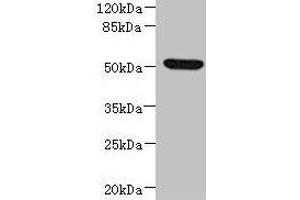 Western blot All lanes: NDUFV1 antibody at 3.