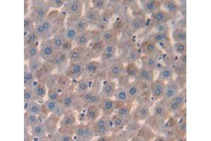 IHC-P analysis of Mouse Tissue, with DAB staining. (IL17 Receptor B antibody  (AA 310-499))