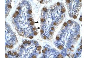 Image no. 1 for anti-Cyclin-Dependent Kinase 7 (CDK7) (C-Term) antibody (ABIN202294) (CDK7 antibody  (C-Term))