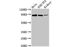Western Blot Positive WB detected in: Hela whole cell lysate, NIH/3T3 whole cell lysate, Rat kidney tissue All lanes: PTPN12 antibody at 7. (PTPN12 antibody  (AA 539-714))