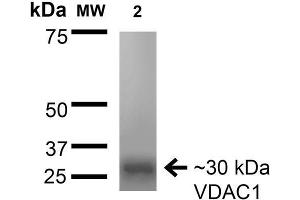 Western Blot analysis of Rat Brain Membrane showing detection of ~30 kDa VDAC1 protein using Mouse Anti-VDAC1 Monoclonal Antibody, Clone S152B-23 . (VDAC1 antibody  (AA 1-283) (PerCP))