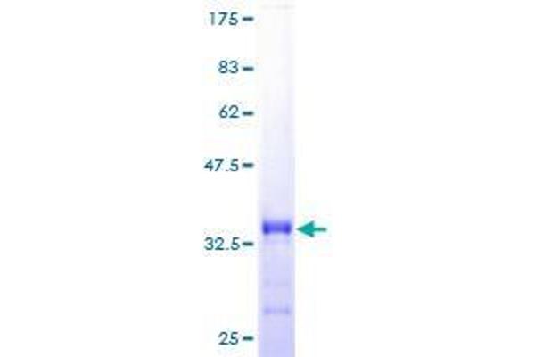 REXO2 Protein (AA 1-79) (GST tag)