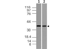 Image no. 1 for anti-TWIST Neighbor (TWISTNB) (AA 28-257) antibody (ABIN5027613) (TWIST Neighbor antibody  (AA 28-257))