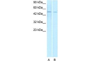 WB Suggested Anti-ERG Antibody Titration:  1.