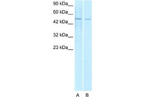 WB Suggested Anti-ERG Antibody Titration:  1. (ERG antibody  (Middle Region))