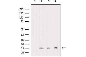 Western blot analysis of extracts from various samples, using Histone H2A.