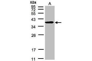 WB Image Sample(30 μg of whole cell lysate) A:HeLa S3, 12% SDS PAGE antibody diluted at 1:500 (ERLIN2 antibody  (C-Term))