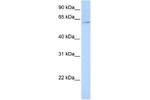 WB Suggested Anti-EIF3EIP Antibody Titration:  0. (EIF3L antibody  (N-Term))