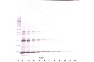 Image no. 7 for anti-Leptin (LEP) antibody (ABIN465530) (Leptin antibody)
