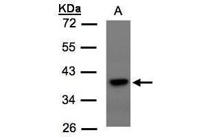 WB Image Sample(30 μg of whole cell lysate) A:293T 10% SDS PAGE antibody diluted at 1:1500