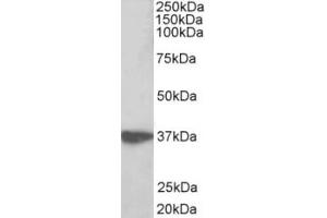 Western Blotting (WB) image for anti-Aminoacyl tRNA Synthetase Complex-Interacting Multifunctional Protein 1 (AIMP1) (AA 593-606) antibody (ABIN2465096) (AIMP1 antibody  (AA 593-606))