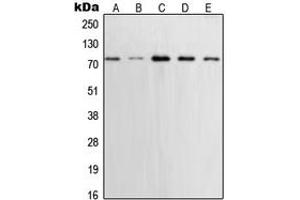 Western Blotting (WB) image for anti-X-Ray Repair Complementing Defective Repair in Chinese Hamster Cells 1 (XRCC1) (C-Term) antibody (ABIN7297284)