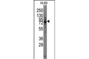 Western blot analysis of TRPV3 Antibody (C-term) (ABIN388190 and ABIN2850503) in HL60 cell line lysates (35 μg/lane). (TRPV3 antibody  (C-Term))