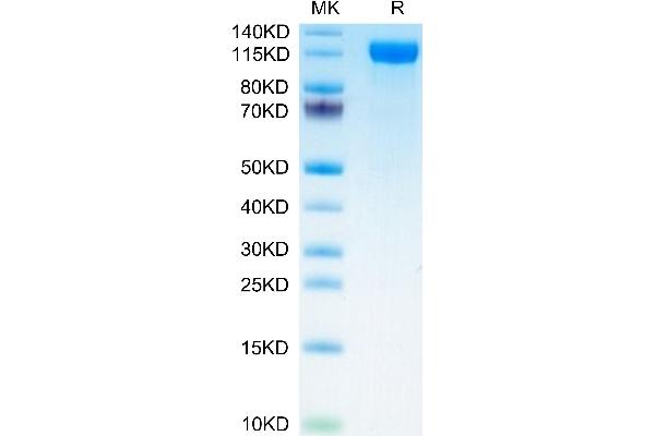 P-Selectin Protein (AA 42-709) (His tag)