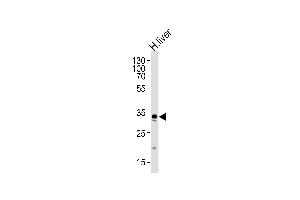 Western blot analysis of lysate from human liver tissue lysate, using GPD1 Antibody (N-term) (ABIN652446 and ABIN2842302). (GPD1 antibody  (N-Term))