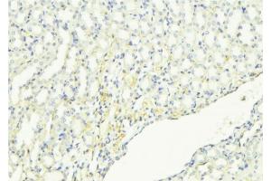 ABIN6268950 at 1/100 staining Mouse kidney tissue by IHC-P.
