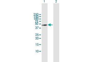 Western Blot analysis of GART expression in transfected 293T cell line by GART MaxPab polyclonal antibody.
