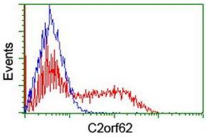 Image no. 3 for anti-Chromosome 2 Open Reading Frame 62 (C2orf62) antibody (ABIN1497052) (C2orf62 antibody)