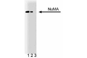 Western blot analysis of NuMA on a HeLa cell lysate (Human cervical epitheloid carcinoma, ATCC CCL-2). (NUMA1 antibody  (AA 10-189))
